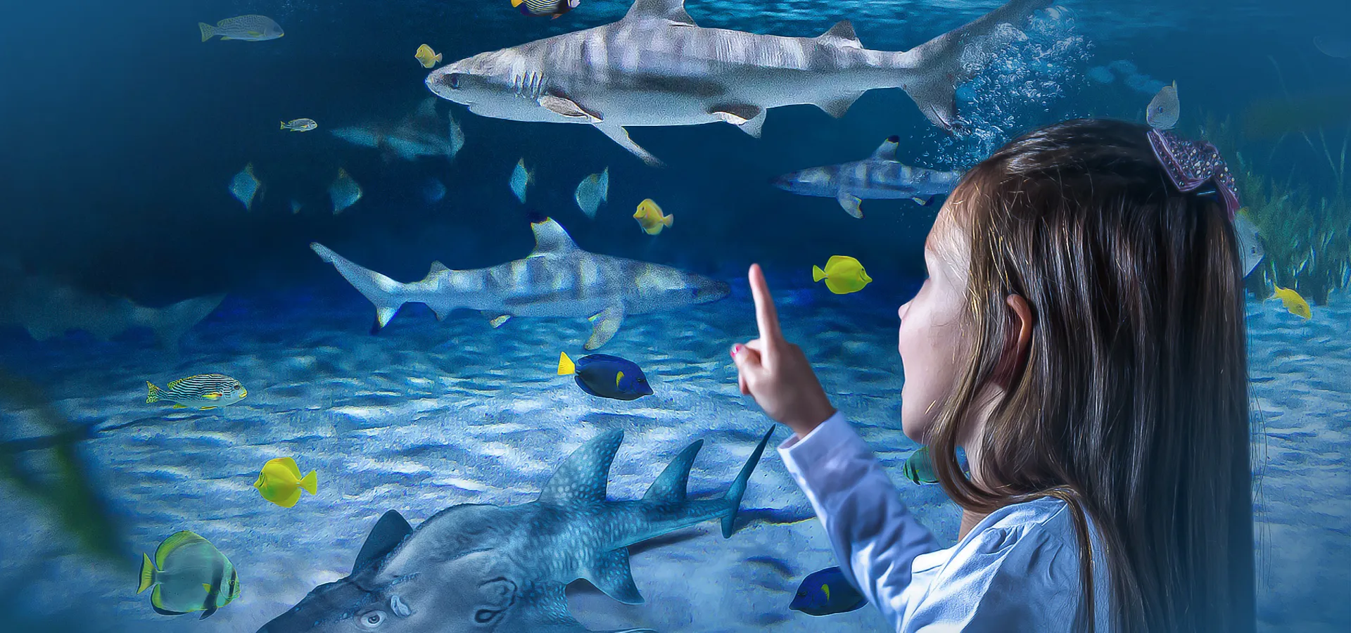 SEA LIFE Blackpool – The Ultimate Family Day Out